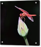 Dragonfly On Lotus Flower Acrylic Print