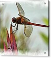 Dragonfly With Vignette Acrylic Print