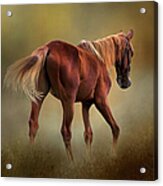 Dream Horse Acrylic Print