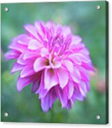 Dreamy Dahlia Delight In Pink And Purple Acrylic Print