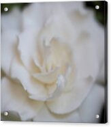 Dreamy Gardenia Acrylic Print