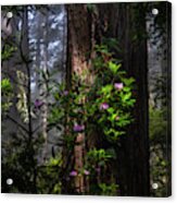 Dreamy Redwoods Acrylic Print
