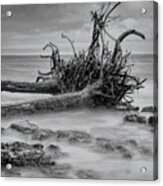Driftwood Beach In Black And White Acrylic Print