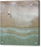 Drone Aerial Of White Dog Running And Playing At Empty Sandy Beach Acrylic Print