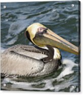 Drooling Brown Pelican Acrylic Print