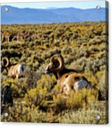 Wild Bighorn Sheep - New Mexico Acrylic Print