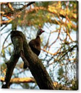 Duck In A Tree Acrylic Print