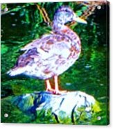 Duck On River Rock Acrylic Print