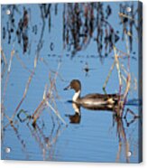 Duck Pintail Acrylic Print