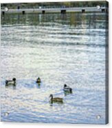 Ducks On The Lake Acrylic Print
