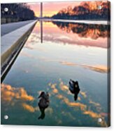 Ducks Swimming Reflection Pool Acrylic Print