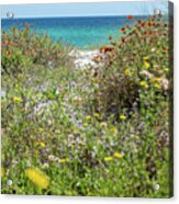 Dunetop Beach Wildflowers Acrylic Print