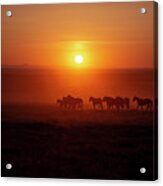 Dusky Orange Wild Horse Sunset Acrylic Print