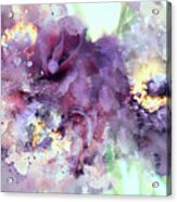 Dusty Purple Camellias In Watercolor Acrylic Print