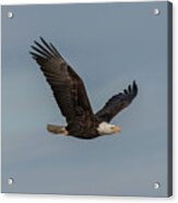 Eagle In Flight Acrylic Print