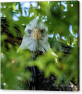Eagle In The Tree Acrylic Print