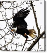 Eagle Taking Off Acrylic Print