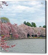 Early Arrival Of The Japanese Cherry Blossoms 2016 Acrylic Print
