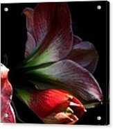 Early Morning Lily Acrylic Print