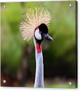East African Crowned Crane 001 Acrylic Print