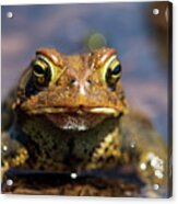 Eastern American Toad Acrylic Print