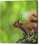 Eastern Gray Squirrel In A Tree Acrylic Print