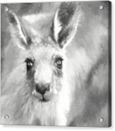 Eastern Grey Kangaroo Acrylic Print
