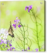 Eastern Tiger Swallowtail Butterfly - Nature Photography Acrylic Print