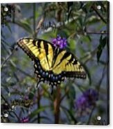 Eastern Tiger Swallowtail Acrylic Print