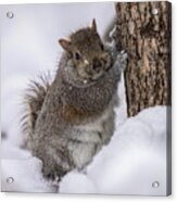 Easy Breezy Beautiful Cover Squirrel Acrylic Print