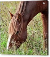 Eat Your Greens. Horse Acrylic Print