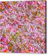 Echinacea Purpurea Acrylic Print