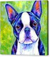 Effervescent - Colorful Boston Terrier Dog Acrylic Print