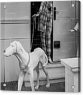 Elegant Mannequin With Greyhound, London Knightsbridge 1980 Acrylic Print