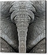 Elephant Hide Acrylic Print