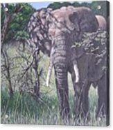 Elephant In The Bush Acrylic Print