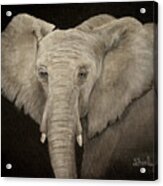 The Elephant Acrylic Print