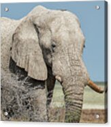 Elephant Walking With A Stick On Its Head, No. 2 Acrylic Print