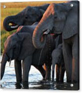 Elephants Drinking In Waterhole At Sunset In Okavango Delta Of Botswana Acrylic Print