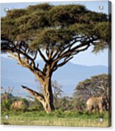 Elephants Under Acacia Tree Acrylic Print