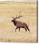 Elk In Meadow Acrylic Print