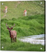 Elk On The Middle Loup - Nebraska Sandhills Acrylic Print