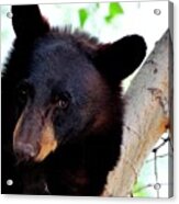 Embarrassed Bear In Tree Acrylic Print