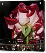 Embossed Rose In A Vase Acrylic Print