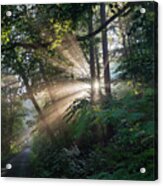 Enchanting Sunlight In The Forest 1 Acrylic Print