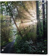 Enchanting Sunlight In The Forest 2 Acrylic Print