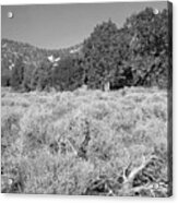 Endangered Plant Habitat - Baldwin Lake Ecological Reserve California - Black And White Acrylic Print