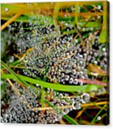 Ephemeral Dewdrops On Cobwebs Acrylic Print