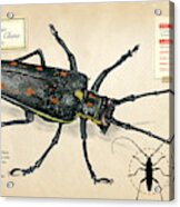 Escarabajo Longicornio De China Acrylic Print