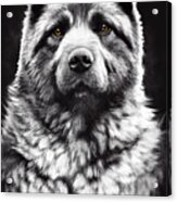 Eurasier Acrylic Print